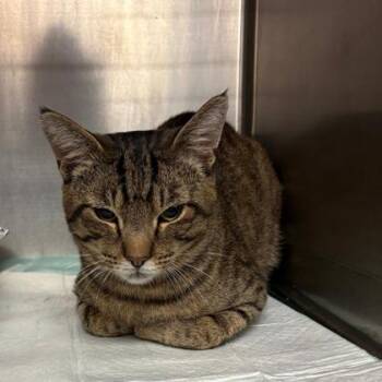 Moe -  Domestic Short Hair Cat for Adoption in Fort Worth, Texas - Moe | PetCurious