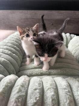 Cookie -  Domestic Short Hair Cat for Adoption in Salisbury, North Carolina - Cookie | PetCurious