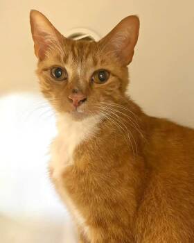 Domestic Short Hair Cats Available for Adoption in Hazlet, New Jersey - Patrick | PetCurious