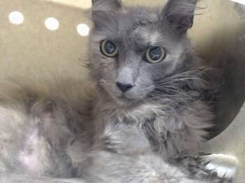 A552691 -  Domestic Long Hair and Domestic Short Hair Cat for Adoption in Moreno Valley, California - A552691 | PetCurious