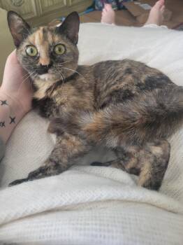 Tortoiseshell Cats Available for Adoption in Columbia, South Carolina - Clawapatra | PetCurious