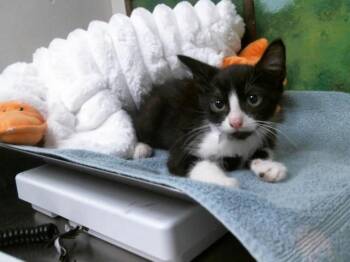 Domestic Short Hair Cats Available for Adoption in Houston, Texas - WILLY | PetCurious