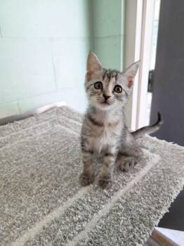 Edith -  Domestic Short Hair Cat for Adoption in Umatilla, Florida - Edith | PetCurious