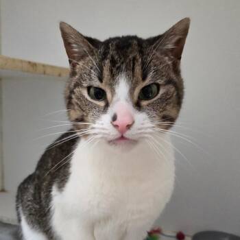 Asa -  Domestic Short Hair Cat for Adoption in Pontiac, Illinois - Asa | PetCurious