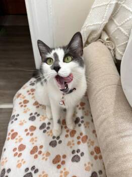 Zara -  Domestic Short Hair Cat Available for Adoption in New York, New York - Zara | PetCurious