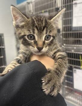 Domestic Short Hair Cats Available for Adoption in Daytona Beach, Florida - Finley | PetCurious