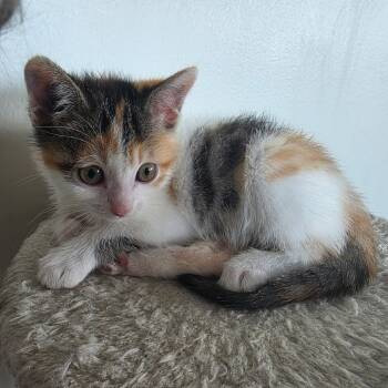 Rescue Domestic Short Hair Cats for Adoption in Grantsville, Utah - Autumn | PetCurious