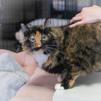 Artemisia -  Maine Coon and Domestic Long Hair Cat for Adoption in St. Augustine, Florida - Artemisia | PetCurious