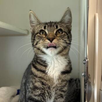 Verde - Coming Soon! -  Domestic Short Hair Cat for Adoption in Naperville, Illinois - Verde - Coming Soon! | PetCurious