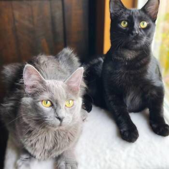 Domestic Short Hair Cats Available for Adoption - Fenris | PetCurious
