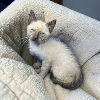 Kava -  Siamese Cat for Adoption in San Diego, California - Kava | PetCurious