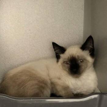 Baby Dollie -  Domestic Short Hair and Siamese Cat for Adoption in Sacramento, California - Baby Dollie | PetCurious