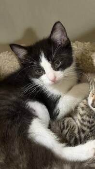 Betty Boop -  Domestic Short Hair Cat for Adoption in East Hanover, New Jersey - Betty Boop | PetCurious