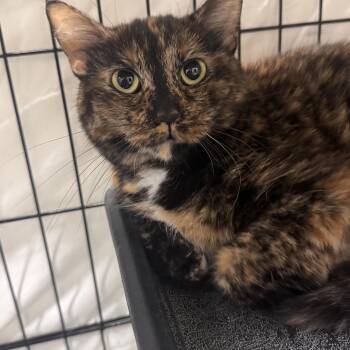 Domestic Short Hair Cats Available for Adoption in Mokena, Illinois - Tulip | PetCurious