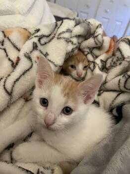 Sol -  Domestic Short Hair Cat for Adoption in Virginia Beach, Virginia - Sol | PetCurious