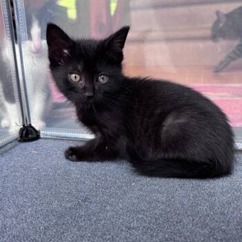 Hunter -  Domestic Short Hair Cat for Adoption in Oneonta, New York - Hunter | PetCurious