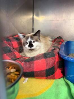 Domestic Long Hair Cats Available for Adoption - Yasmine | PetCurious