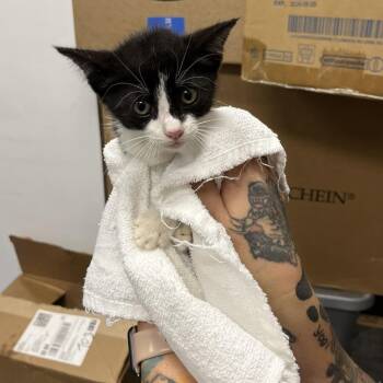 Truffles -  Domestic Short Hair Cat for Adoption in Dickinson, Texas - Truffles | PetCurious