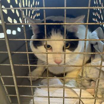 Big Boy -  Domestic Short Hair Cat for Adoption in Gloucester, Virginia - Big Boy | PetCurious