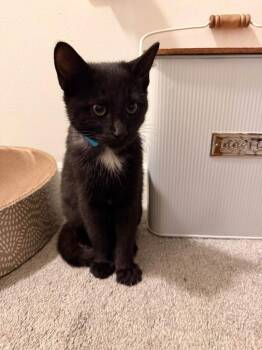 Alister -  Domestic Short Hair Cat for Adoption in Kettering, Ohio - Alister | PetCurious