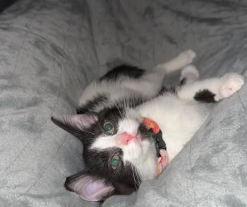 Domestic Short Hair Cats Available for Adoption - Pippa | PetCurious