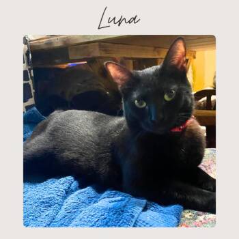 Domestic Short Hair Cats Available for Adoption - LUNA | PetCurious