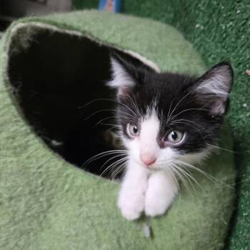 Domestic Short Hair Cats Available for Adoption in Wichita, Kansas - Skunk | PetCurious