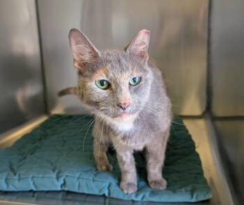 Louise -  Dilute Tortoiseshell Cat for Adoption in Maggie Valley, North Carolina - Louise | PetCurious