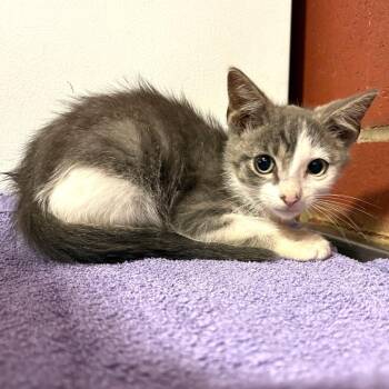 Coral -  Domestic Short Hair Cat for Adoption in Cabot, Arkansas - Coral | PetCurious