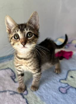 Rescue Domestic Short Hair Cats for Adoption in Margate, Florida - MONARCO | PetCurious
