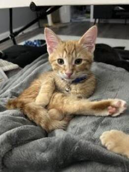 Rainer -  Tabby and Domestic Short Hair Cat for Adoption in Lombard, Illinois - Rainer | PetCurious