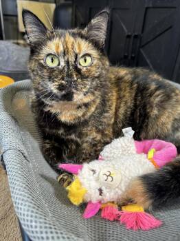 Tortoiseshell Cats Available for Adoption - Leilani | PetCurious