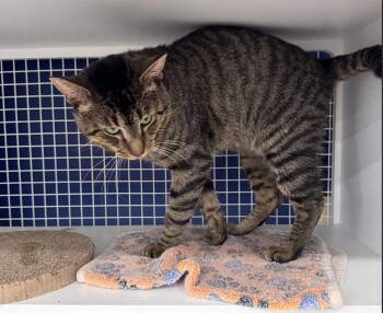 Monkey -  Domestic Short Hair Cat for Adoption in Herndon, Virginia - Monkey | PetCurious