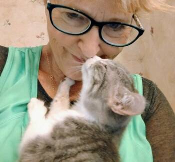 Tabby and Tortoiseshell Cats Available for Adoption - Bunny | PetCurious