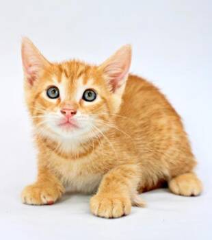 Ron -  Domestic Short Hair Cat for Adoption in Morton Grove, Illinois - Ron | PetCurious