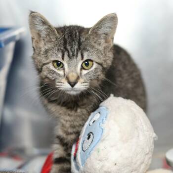 Domestic Short Hair Cats Available for Adoption - Aurelia | PetCurious