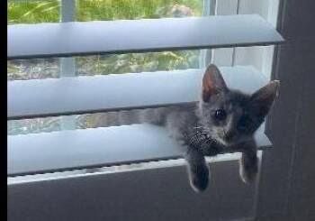 Angie -  Tabby and Domestic Short Hair Cat for Adoption in Richardson, Texas - Angie | PetCurious