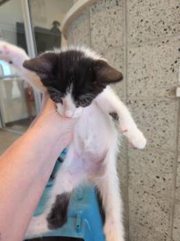 A.J. -  Domestic Short Hair Cat for Adoption in Bossier City, Louisiana - A.J. | PetCurious
