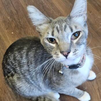 Theodore -  Domestic Short Hair Cat for Adoption in Villa Park, California - Theodore | PetCurious