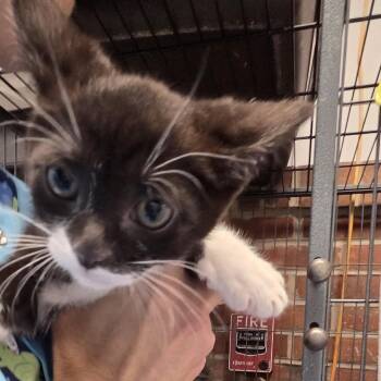 patrick -  Domestic Short Hair Cat for Adoption in Camden, Delaware - Patrick | PetCurious