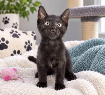 Slim Shady -  Domestic Short Hair Cat for Adoption in Long Beach, New York - Slim Shady | PetCurious