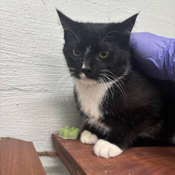 Domestic Short Hair Cats Available for Adoption in Clanton, Alabama - Dominic | PetCurious