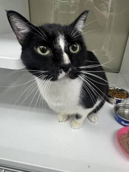 Orbit -  Domestic Short Hair Cat for Adoption in Saint Paul, Minnesota - Orbit | PetCurious
