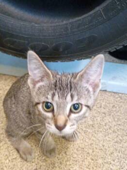 Cute -  Domestic Short Hair Cat for Adoption in Harbor Springs, Michigan - Cute | PetCurious