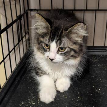 Te Amo -  Domestic Long Hair Cat for Adoption in Belfair, Washington - Te Amo | PetCurious