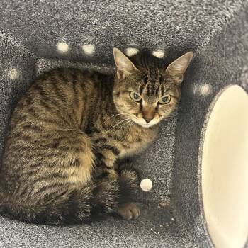 Tofu -  Domestic Short Hair Cat for Adoption in Reno, Nevada - Tofu | PetCurious