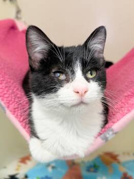Nickel -  Domestic Short Hair Cat Available for Adoption in Menomonie, Wisconsin - Nickel | PetCurious