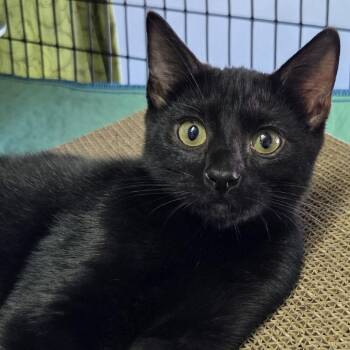 Max -  Domestic Short Hair Cat for Adoption in Belfair, Washington - Max | PetCurious