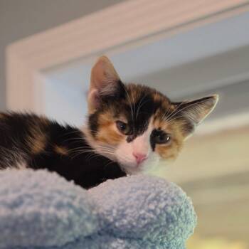 Tide -  Domestic Short Hair Cat for Adoption in Muncie, Indiana - Tide | PetCurious