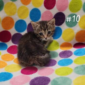 Hallie -  Domestic Short Hair Cat for Adoption in Parkersburg, West Virginia - Hallie | PetCurious